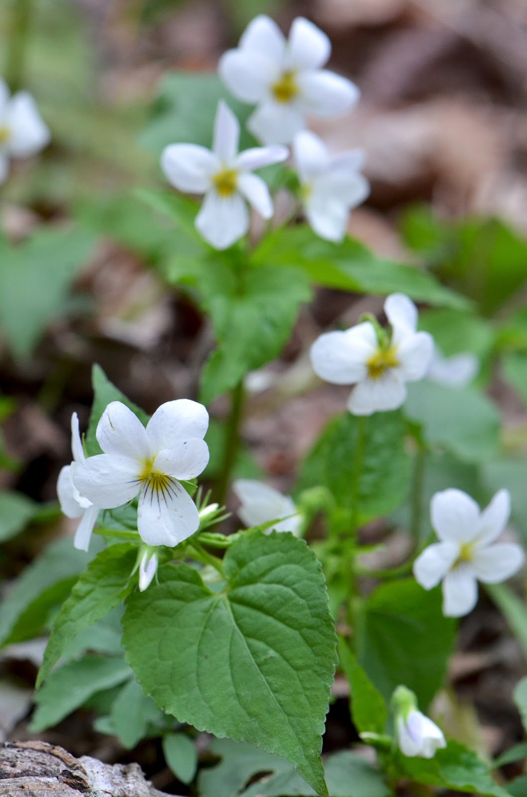 The Kentucky Nature Blog Spring Wildflowers at Anglin Falls State