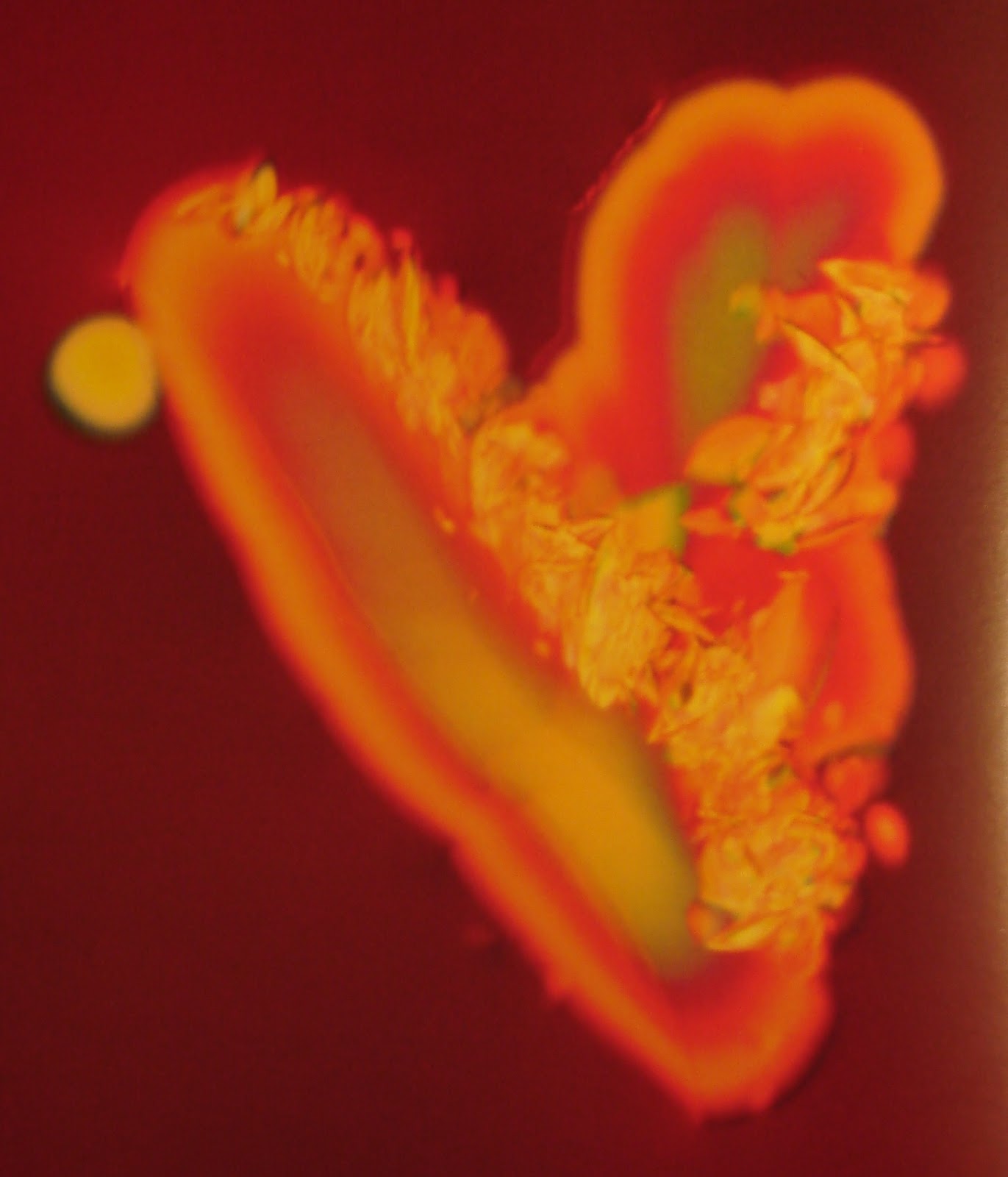 Book Review Wine's Hidden Beauty by Sondra Barrett, PhD. The