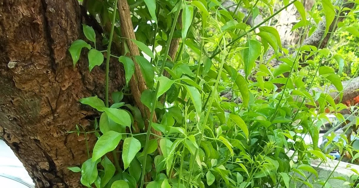 NatureReflections My Jasmine creeper.
