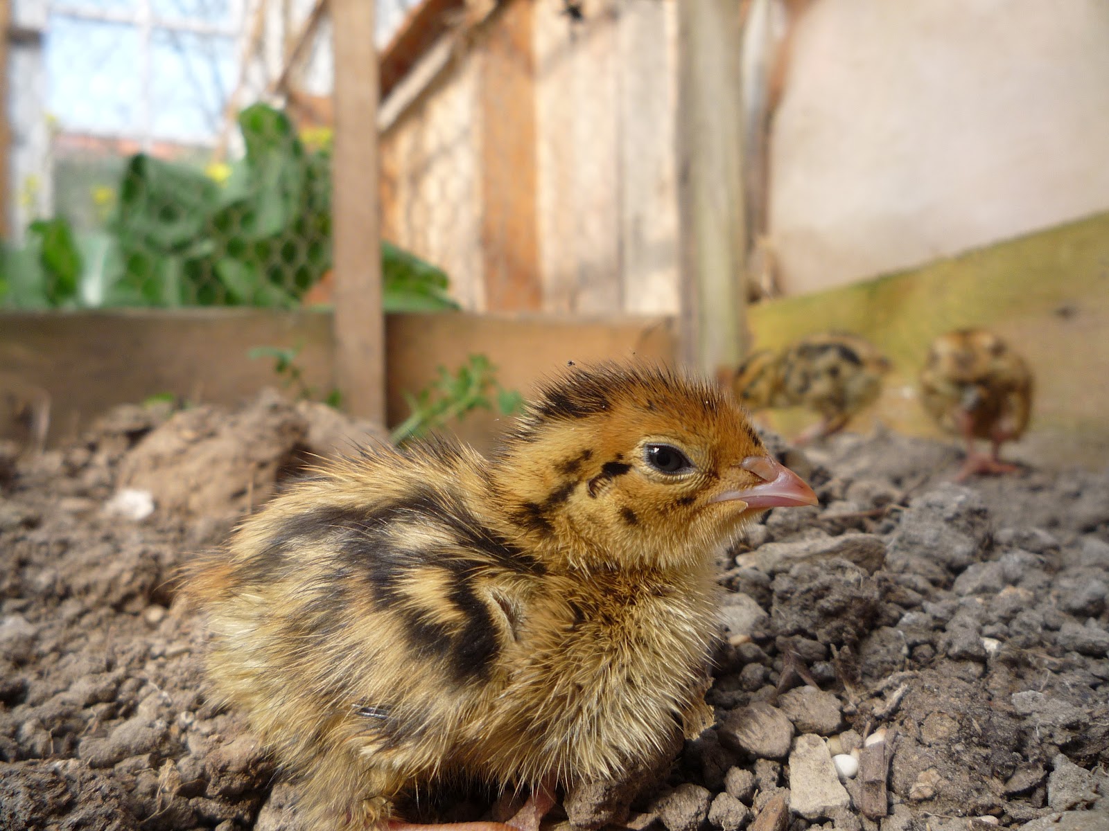 Hatching and Raising Quail Organically with a Hen Part 2 - Taking you