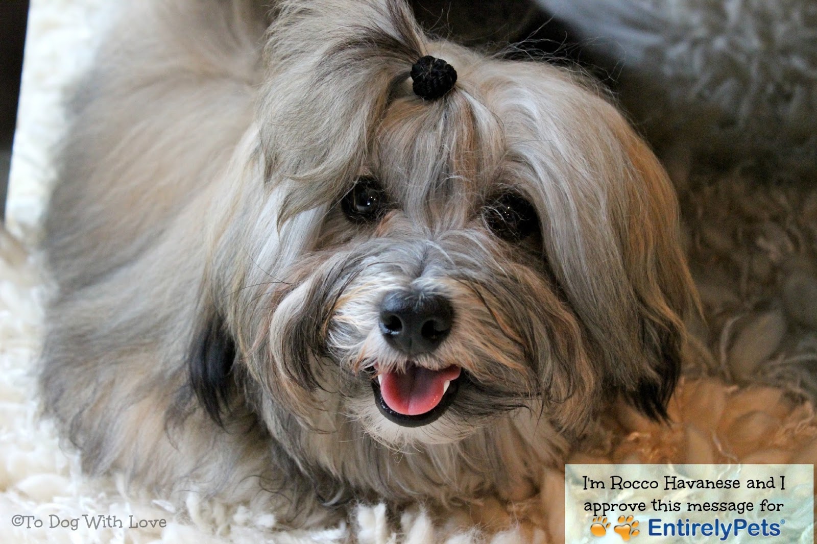 havanese teeth to with c e t dental chews review for entirelypets havanese teeth to with c e t dental chews review for entirelypets