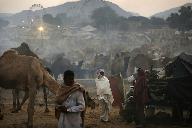الهند: إحتفالات بوشكار لعام 2012 Pushkar+Camel+%289%29
