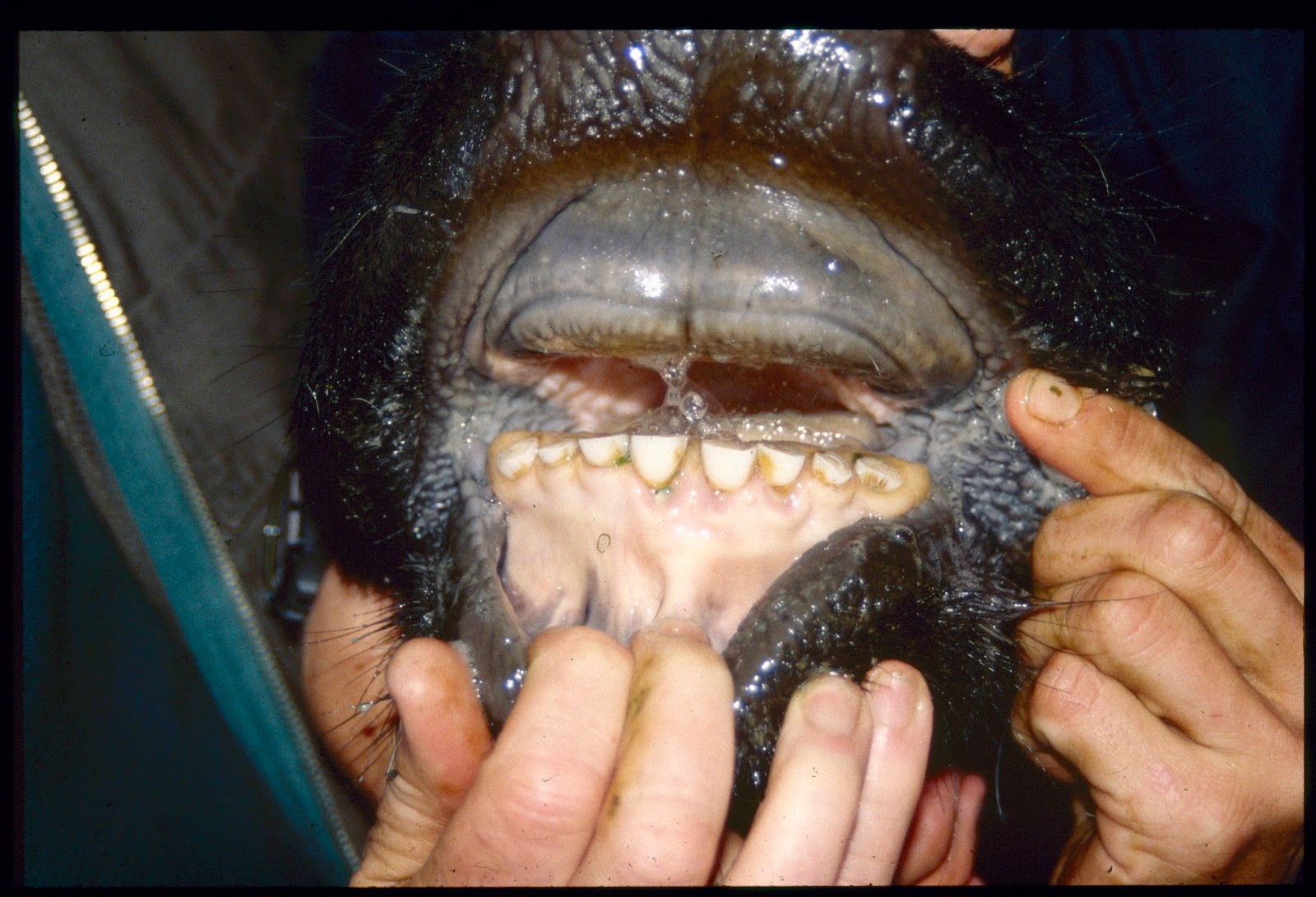 cows upper front teeth