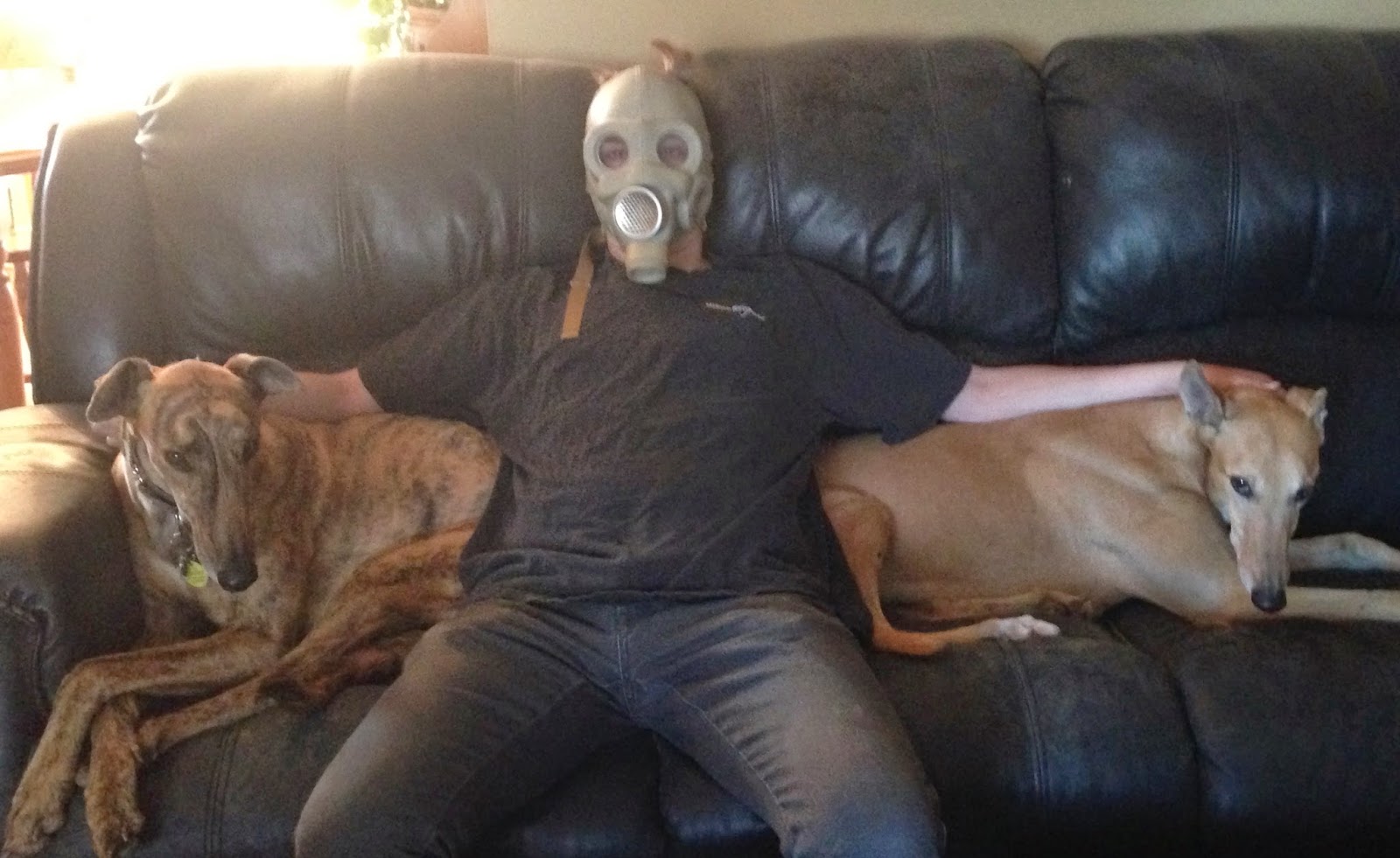 Know Thy Dog DOES YOUR DOG'S GAS CLEAR A ROOM?