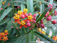 Asclepias curassavica