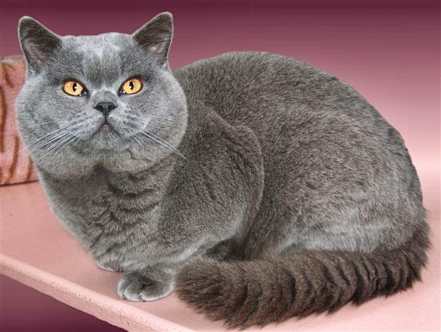 Most Valuable Dog Breeds Uk Most Valuable Dog Breeds Uk