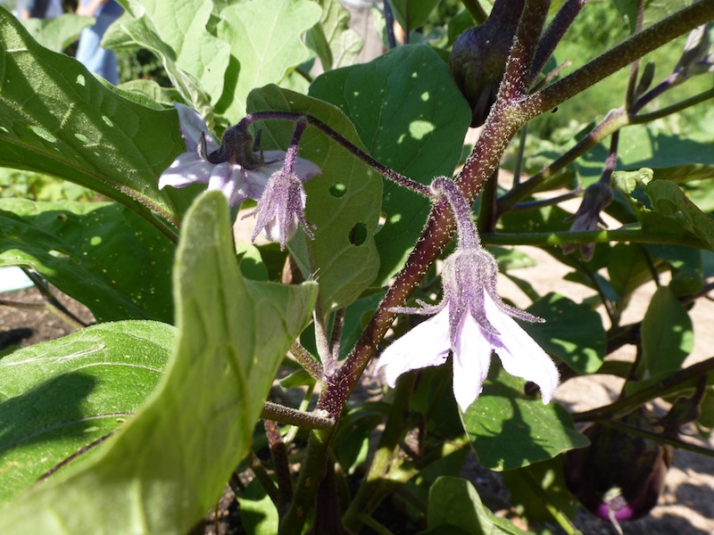 Eggplant Bush