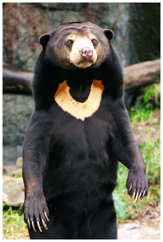 Wild Life Animal Sun Bear a Tropical Rainforest Animal