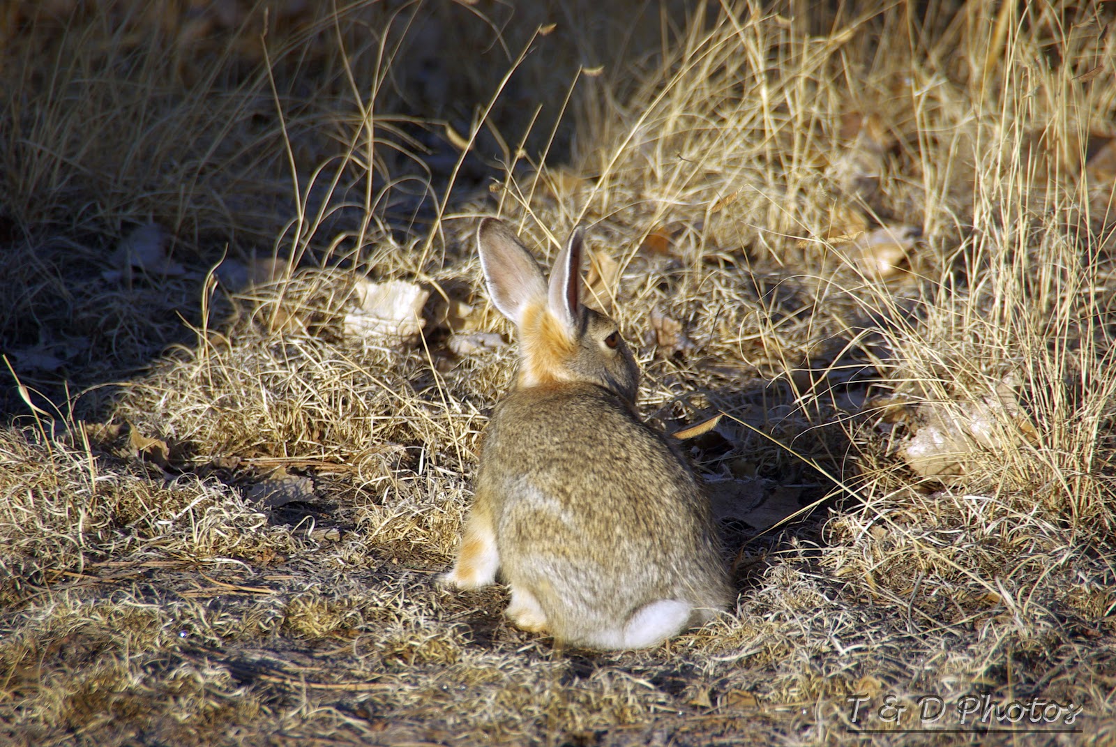 Colorado Photos..... Eastern Cottontail Rabbit