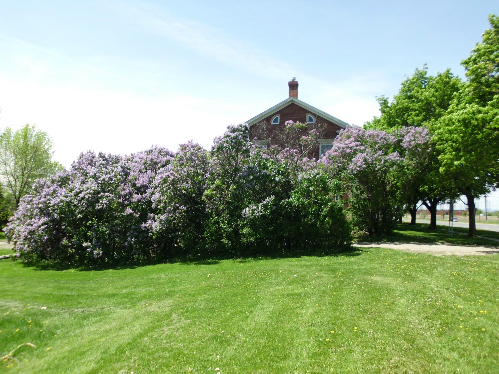 What Is The Theme Of When Lilacs Last In The Dooryard Bloom D at James