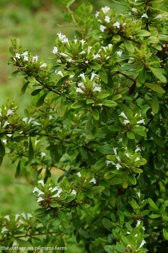 Cottage Life on Pilgrim's Farm Jamaican Mint Tree Updated...