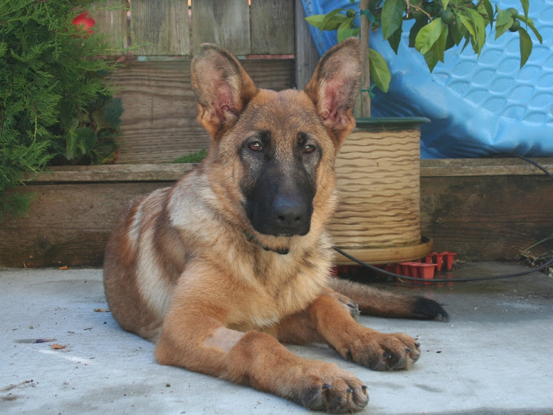 kira in a down position, looking straight at camera