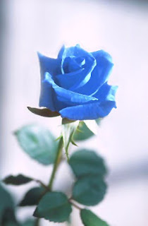 Blue Rose  Flower Wallpapers