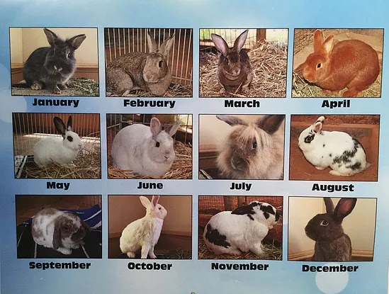 Rabbit Sanctuary. Inc