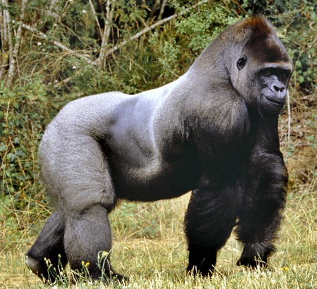 west lowland gorilla west lowland gorilla