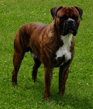 english boxer dog