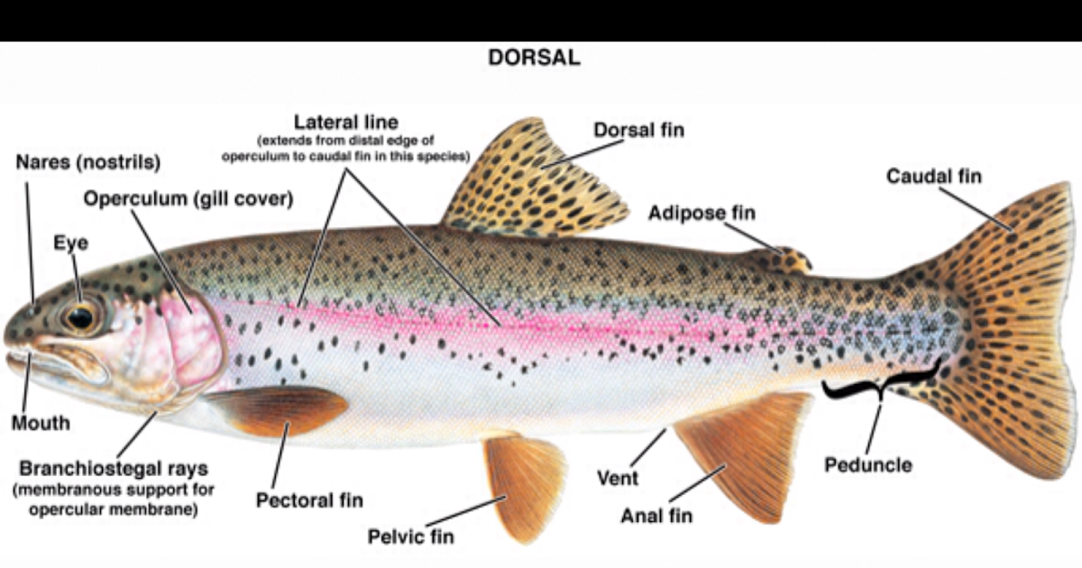 Parker Trout Diagram of Rainbow Trout