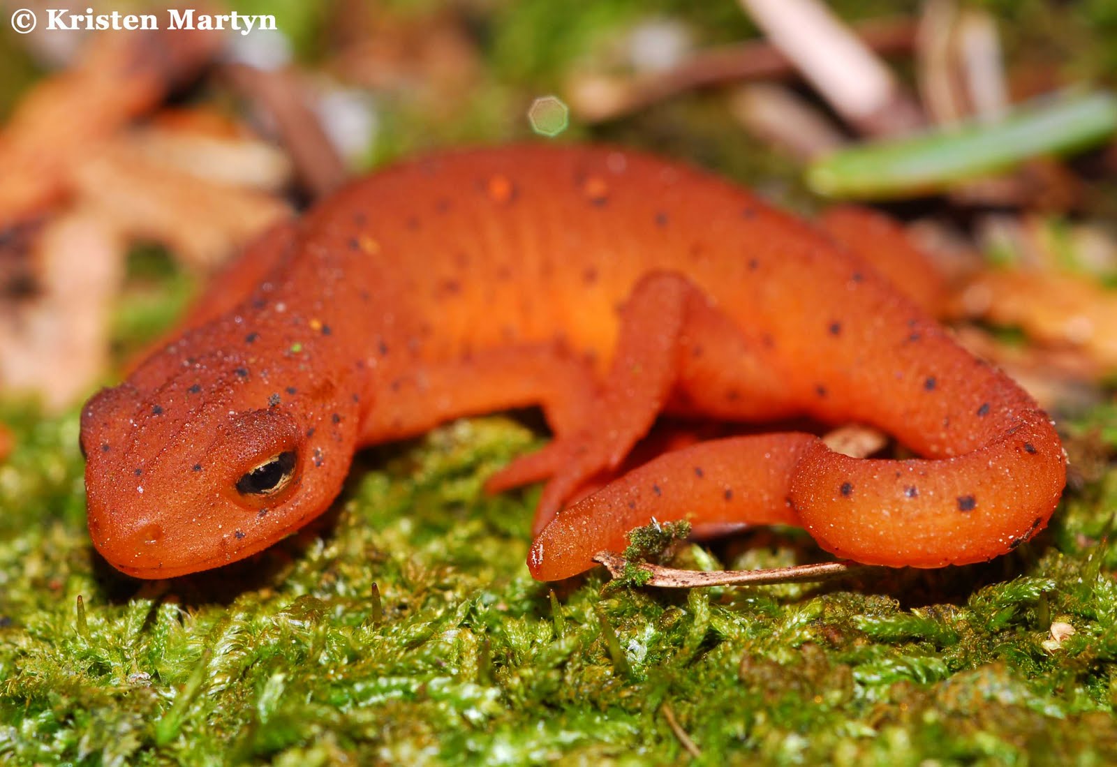 Salamanders And Newts