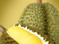 Teknis Budidaya Durian