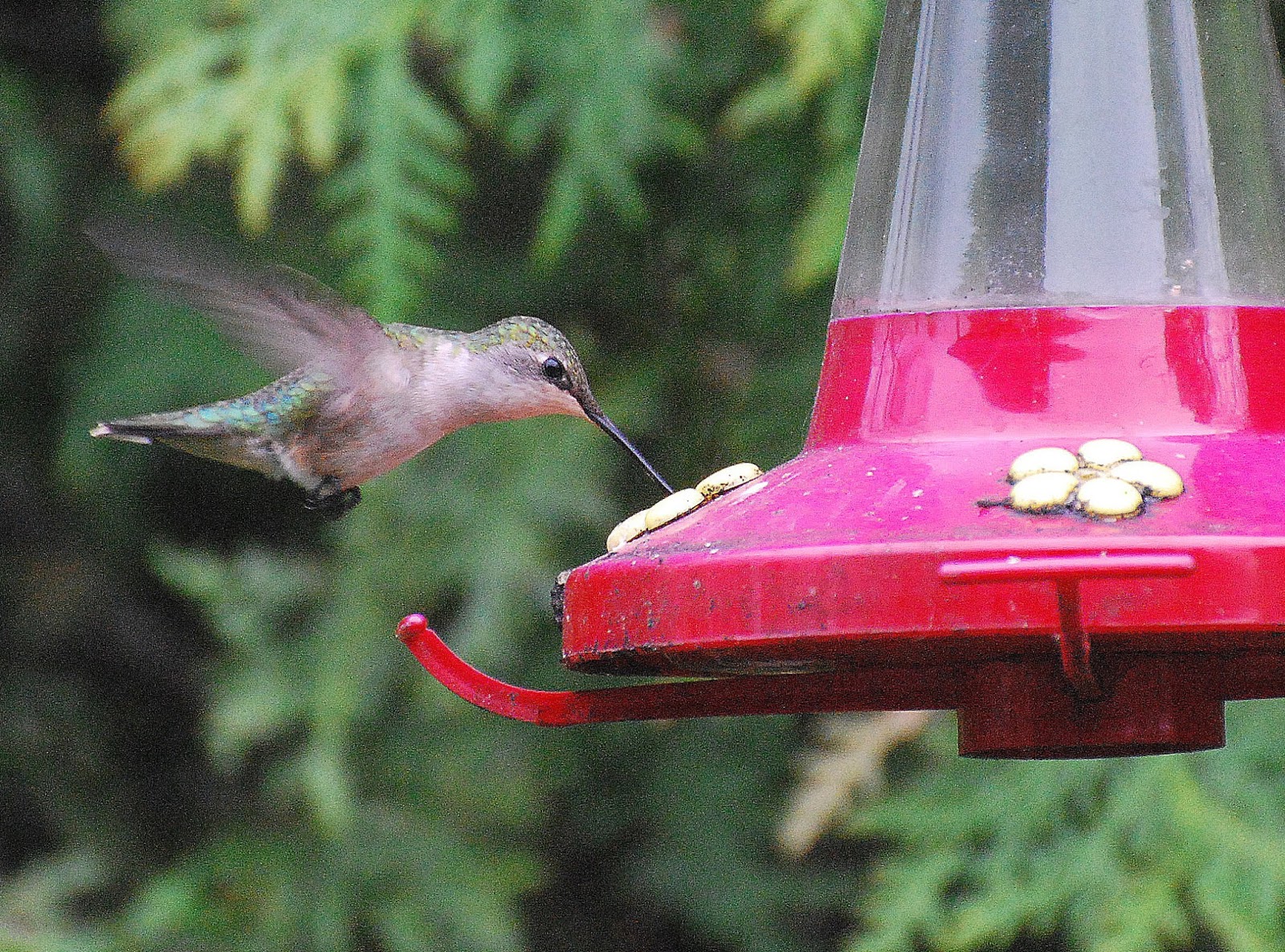 Barry The Birder Clean Your Stained Hummingbird Feeders With