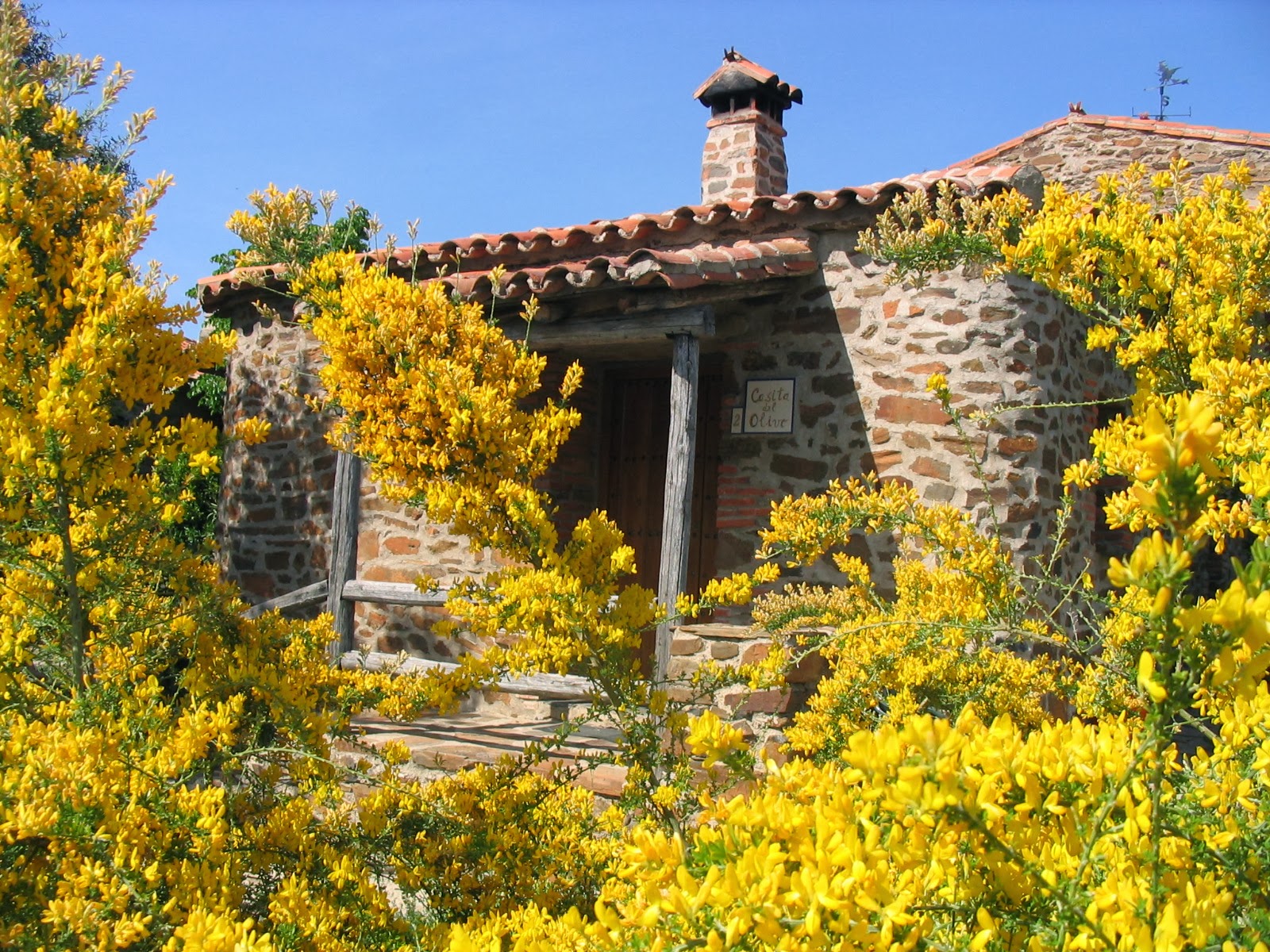 Giestadosjardins, esparto, espárcio, giesta, gesta ou retama MODOS