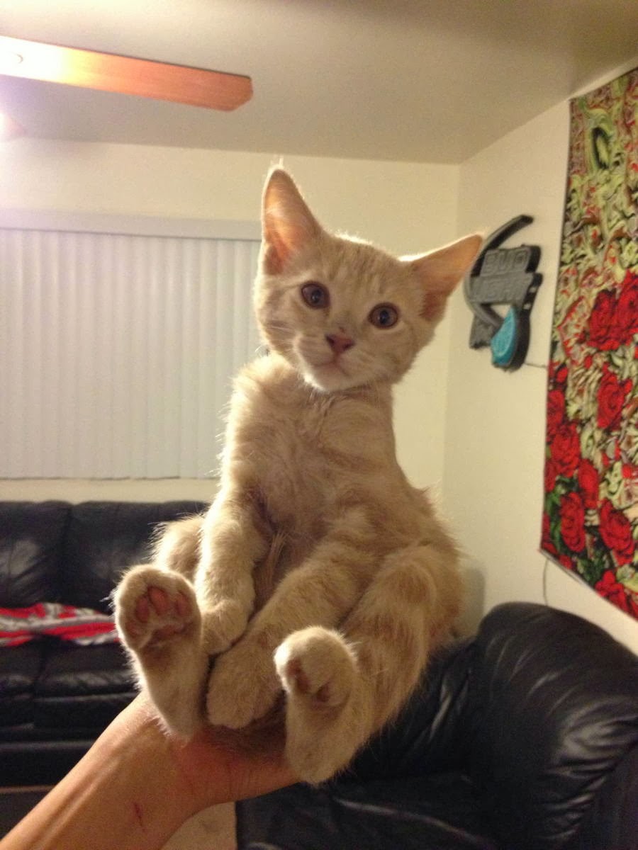 Funny cats - part 89 (40 pics + 10 gifs), kitten calmly sits in human hand
