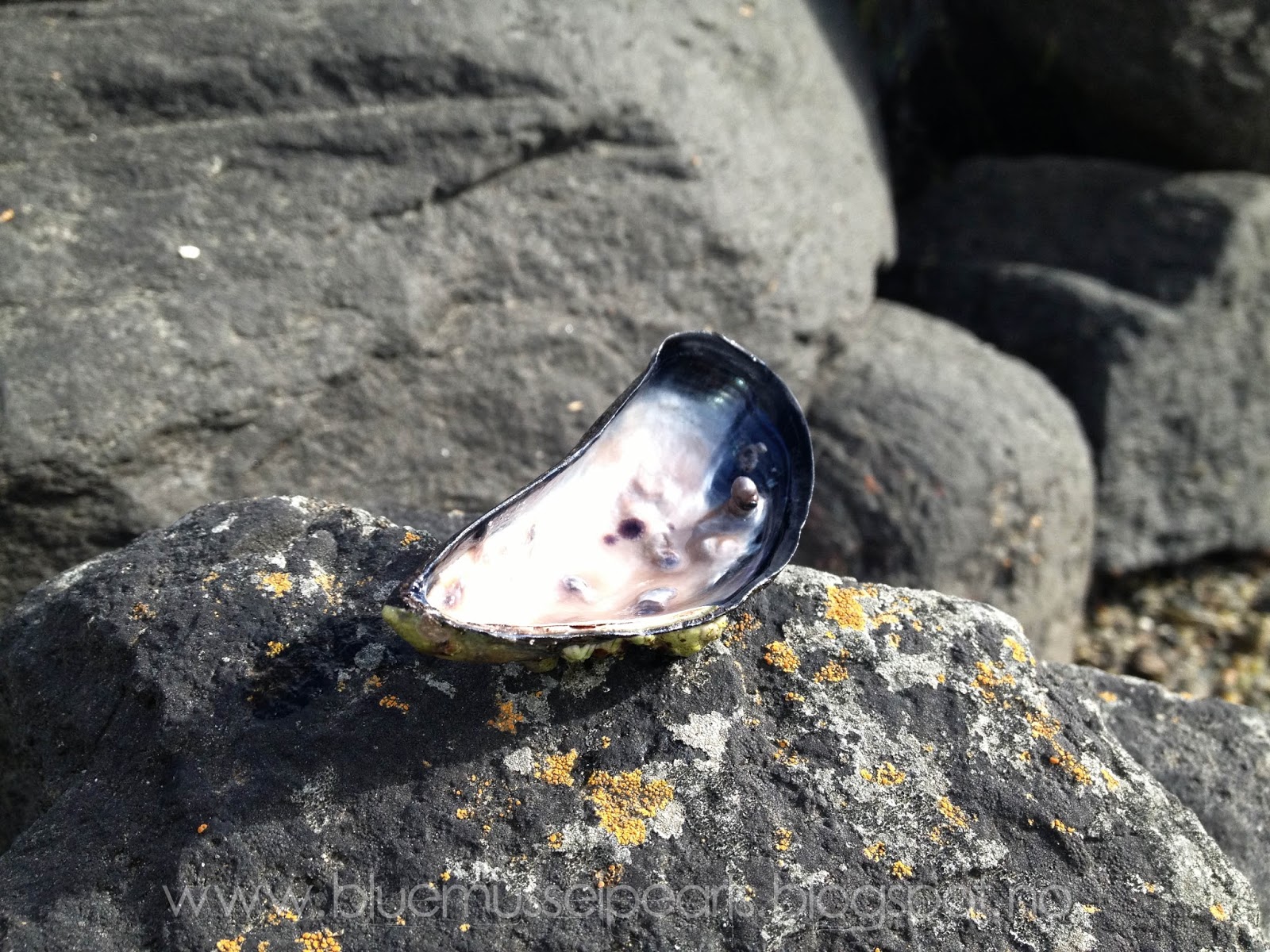 Blue Mussel Pearls