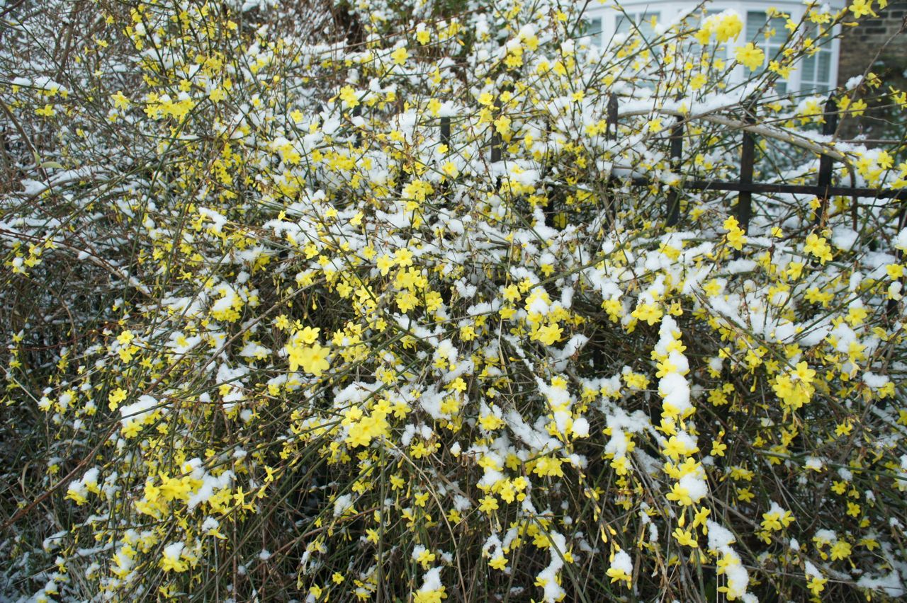 foragefor news winter flowering shrubs foragefor news winter flowering shrubs