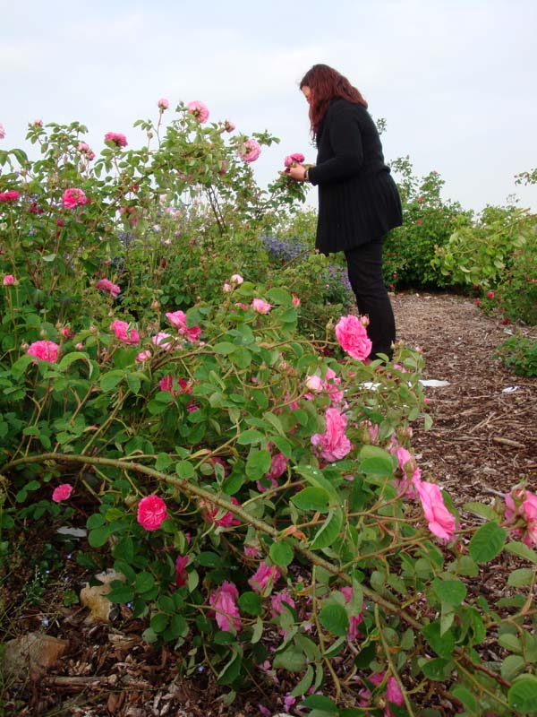 L Age Bleu Rosenpark Mittsommernachtstraum