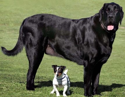 Big+Dog.jpg