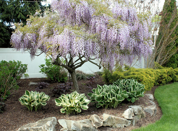 guide northeastern gardening