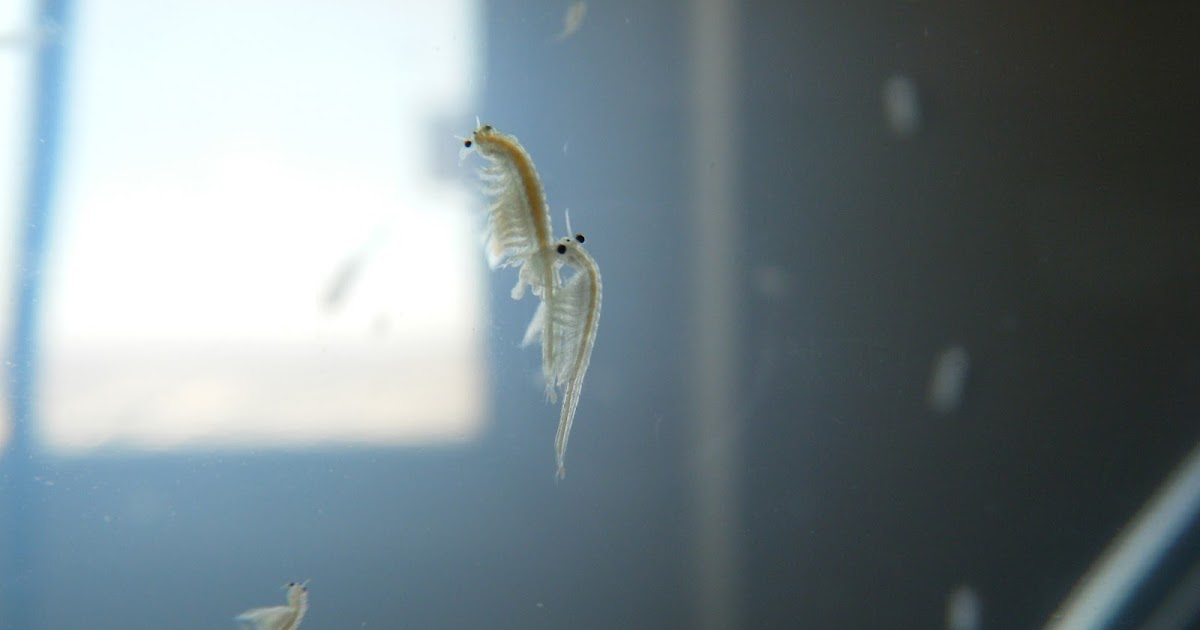 Seamonkeymaniac: Four Week Old Sea Monkeys Mating