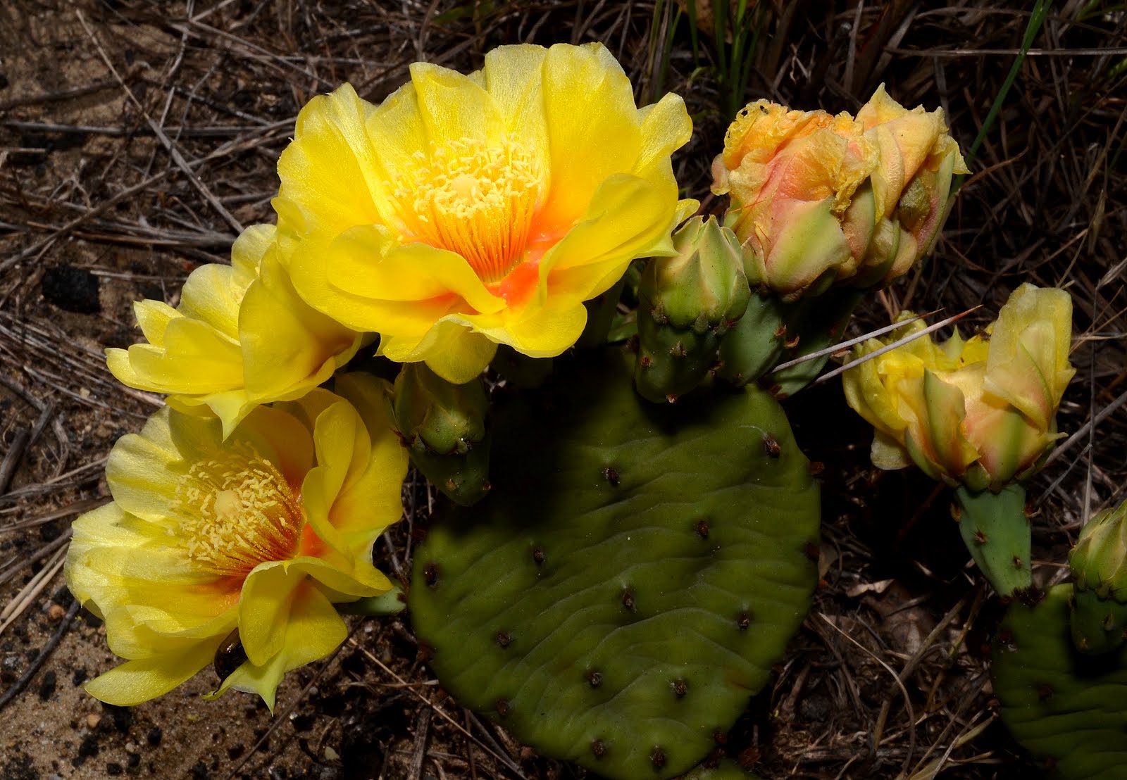 Get Your Botany On! Prickly Pear Cactus