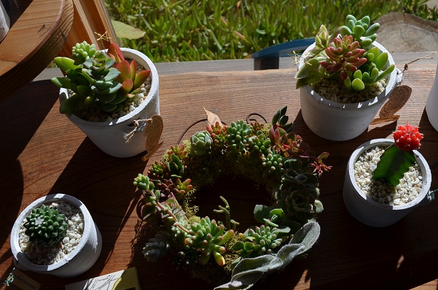 Unknown Plants 12