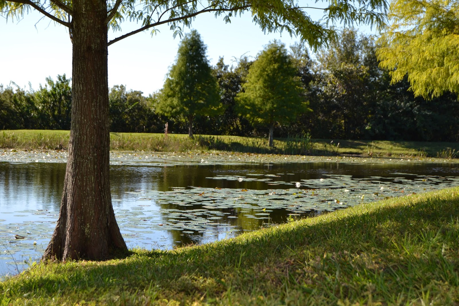 Greenbrook Village Homes for Sale in Lakewood Ranch, Fl