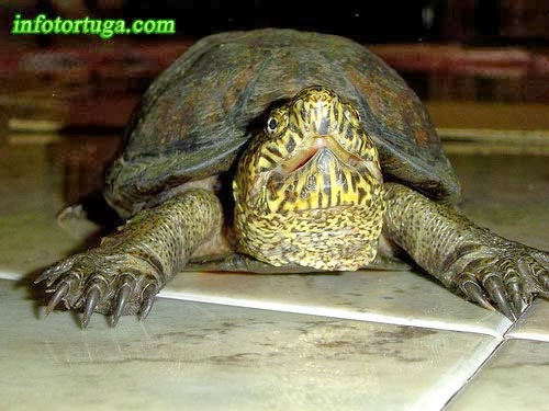 Mexican mud turtle