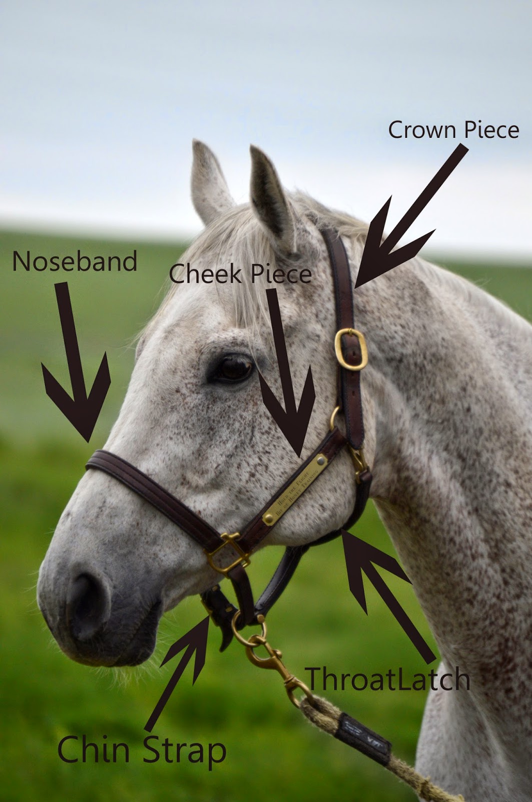 Bit of Honey Training June 2014