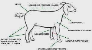 el tiempo en las cabras