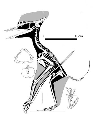 Germanodactylus