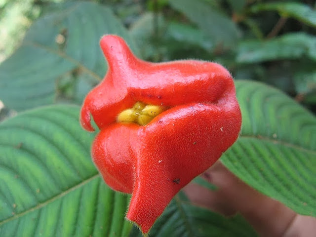 Psychotria Elata labios de Hooker planta besable