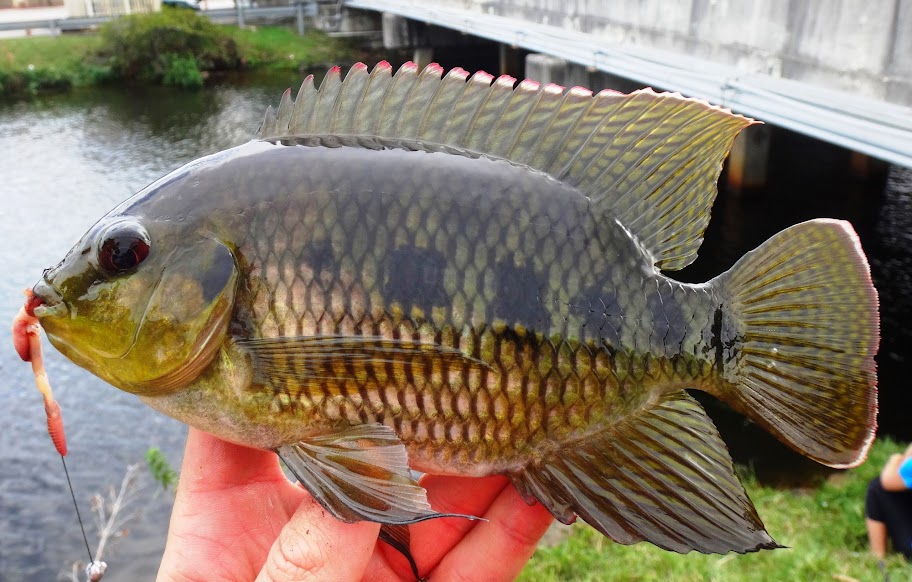 Ben Cantrell's fish species blog FL shameless lifelisting part 2