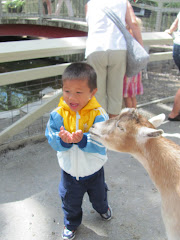 Alexandre feeding the goats at Granby Zoo