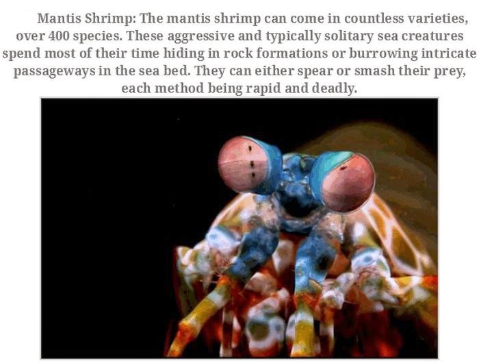 Weird animals (20 pics), strange animal pictures, mantis shrimp