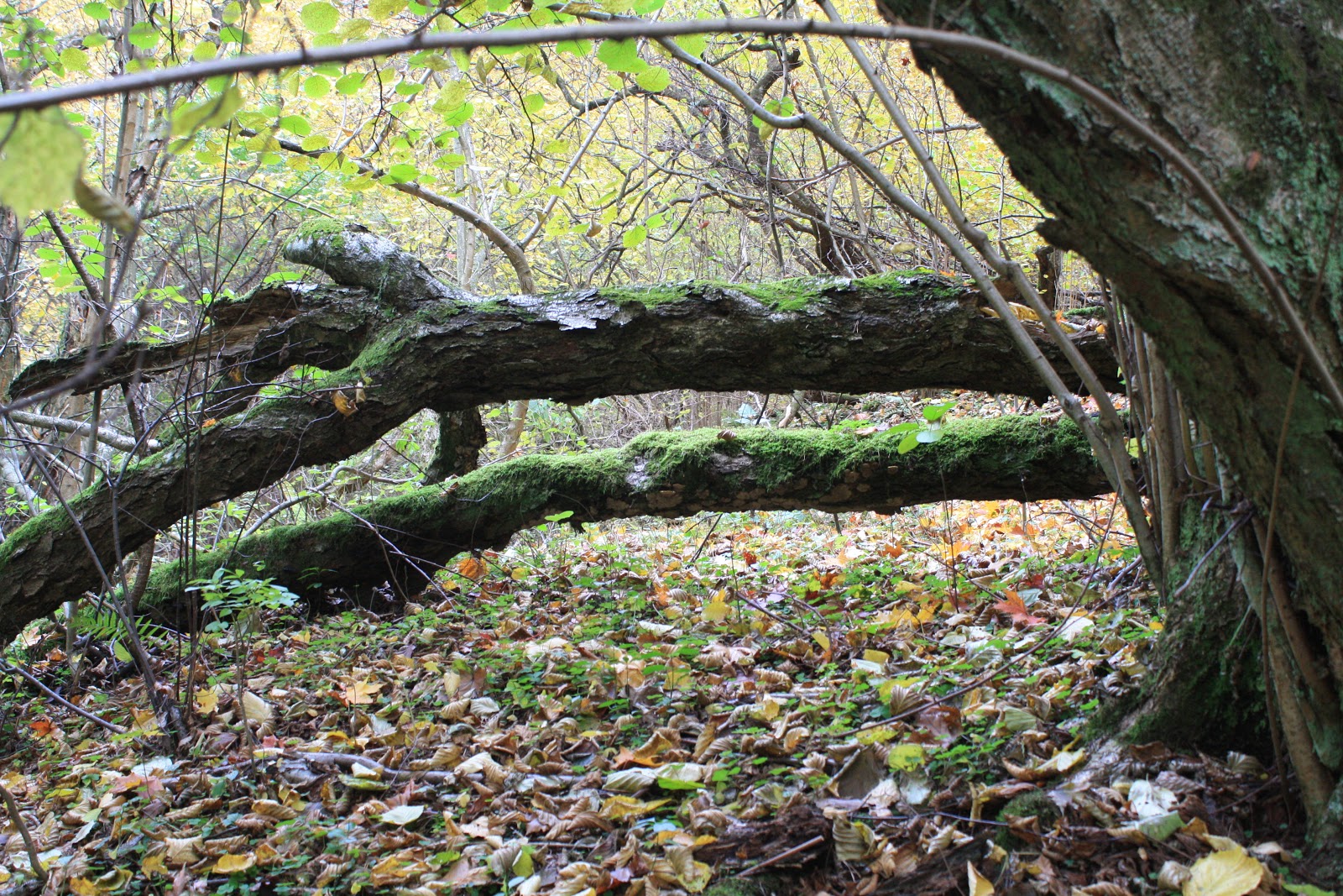 Kraina Wędrujących Wysp Leśne krajobrazy.