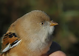 Bearded Tit