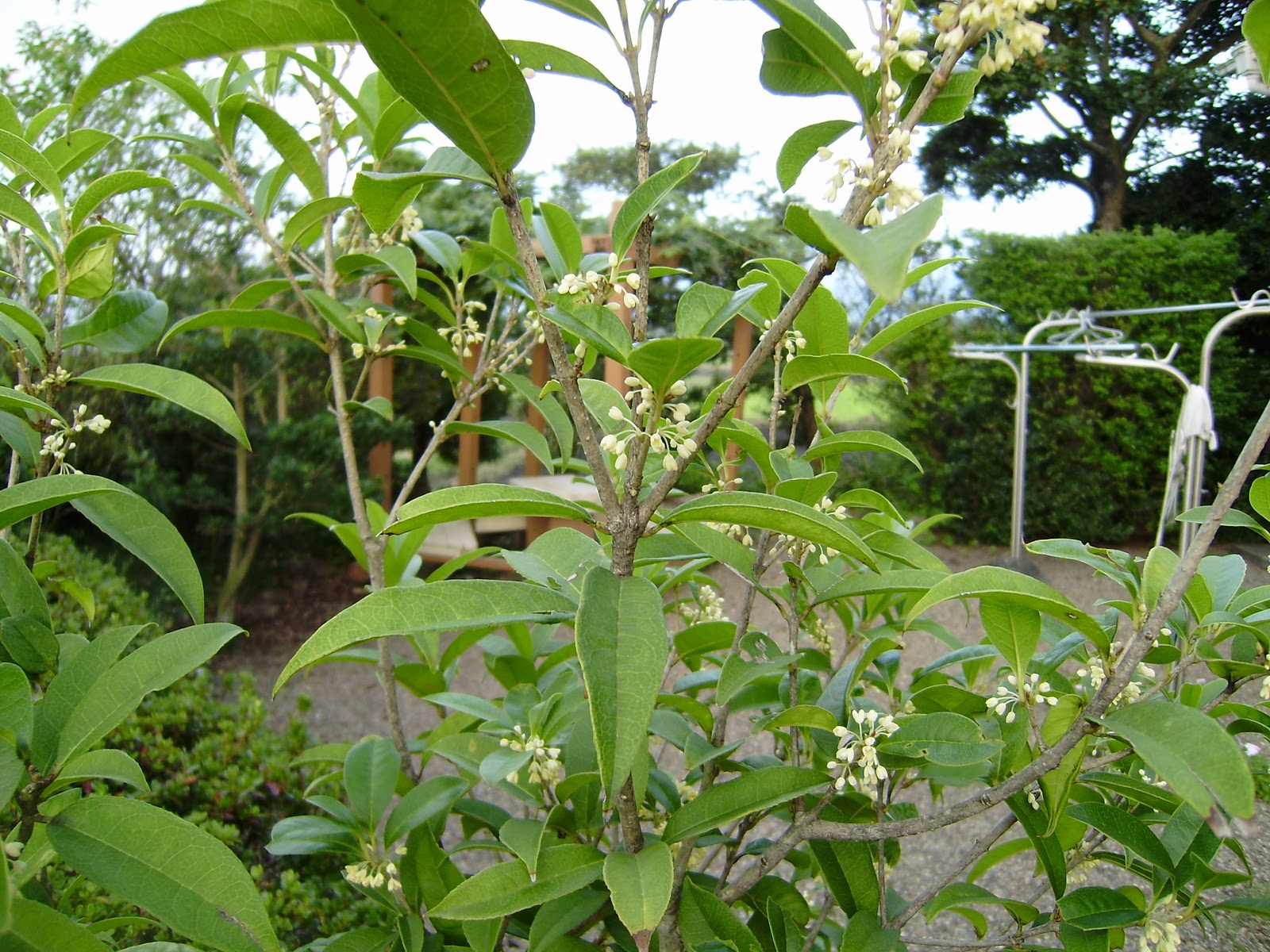 石松農園 I ファーム のブログ キンモクセイの花が咲きました