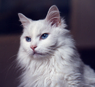 Anggora Cat