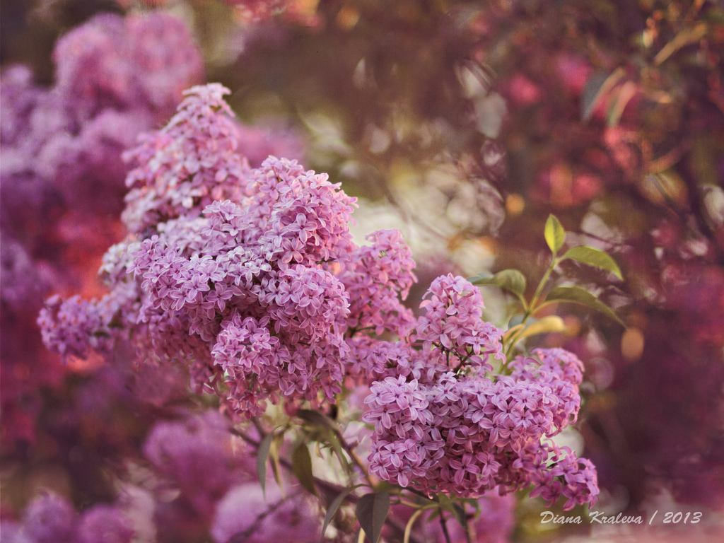 още има люлякови нощи