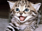 kitten is smiling