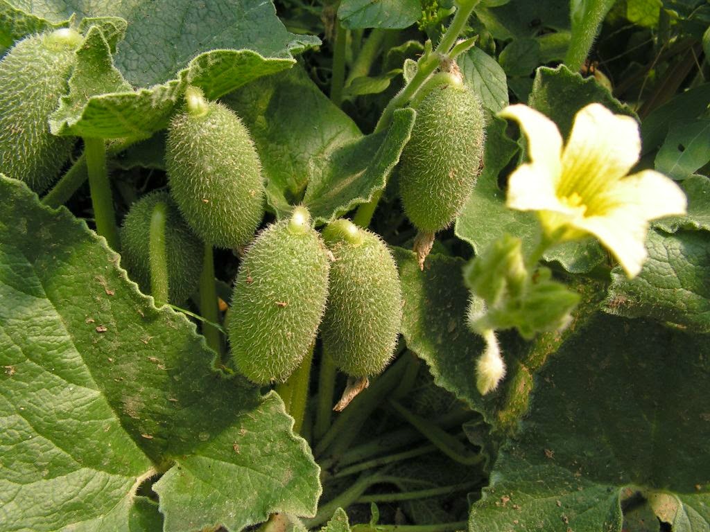 Best of nature Crazy Cucumber Plant That Explodes When